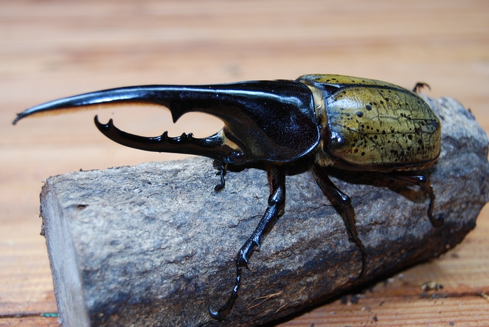 外国産ヘラクレスオオカブト