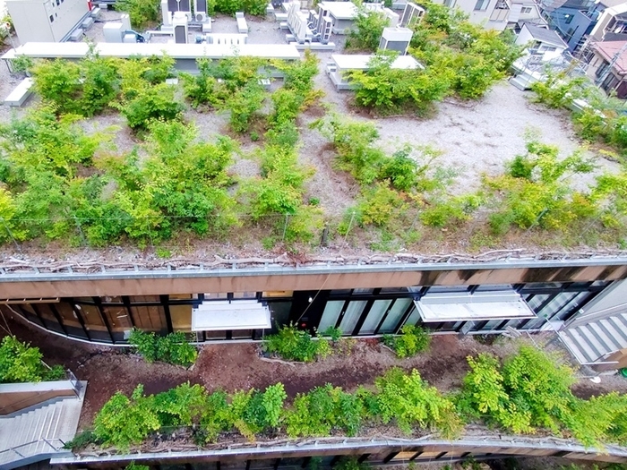 緑豊かな屋上
