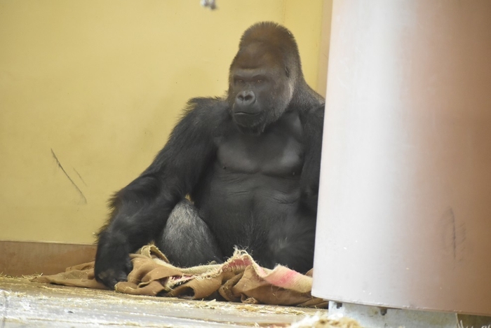 麻袋を使用する動物の様子(1)(画像提供:東山動植物園)