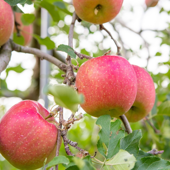 フルーツ狩り(リンゴ)
