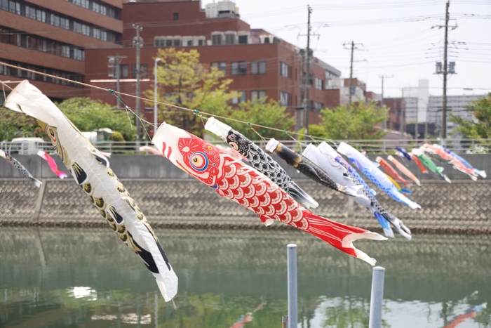 境川にこいのぼりが泳ぐ様子