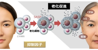 老化の連鎖を制御 ～肌老化を加速させるSASPの抑制因子を特定～