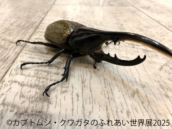 カブトムシ・クワガタのふれあい世界展 展示:ふれあい 4