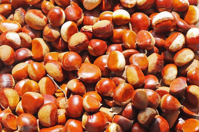 くりくり園の栗たち