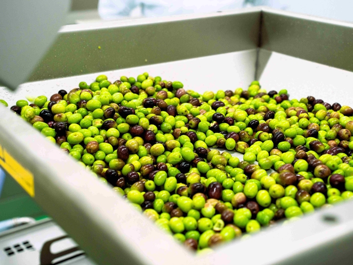 手摘みで採取されたオリーブ実