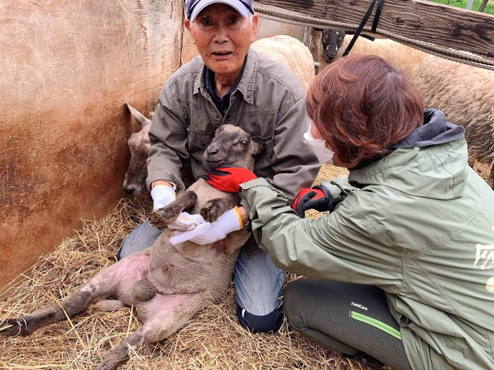 厚真町マトン イメージ2