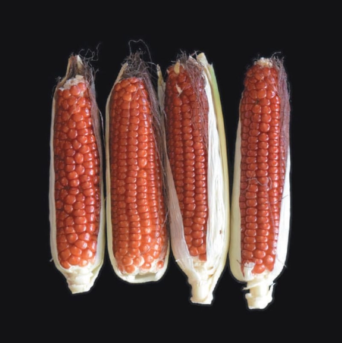 「赤もちとうきび」もちもちっとした食感と素朴な甘さは、いつかどこかで食べたことのあるような懐かしい味。かつては各地にもちきびがあり、色も多様だったそう。