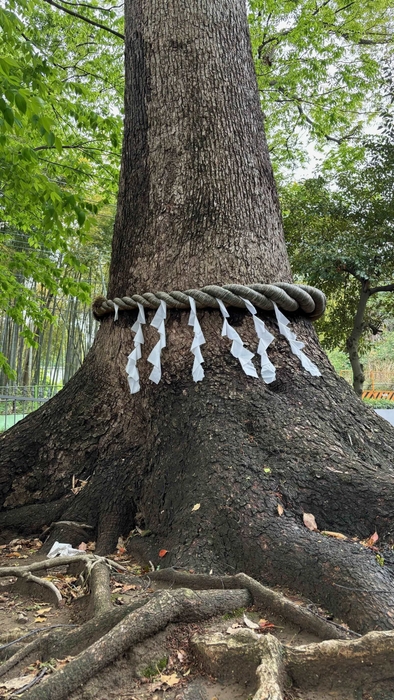 久地神社のご神木