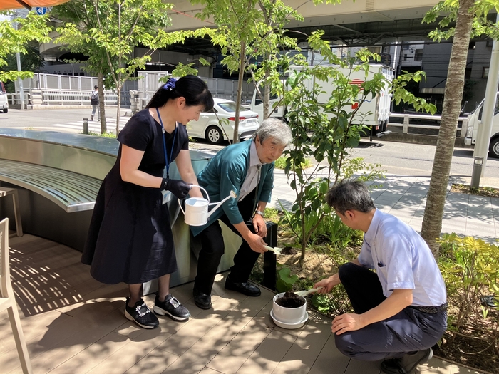 レモンの木 植樹の様子