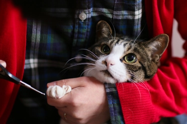 【獣医師監修】猫の爪切りってどうやるの？ 嫌がる場合は？飼い主さんの悩みを解決！　～コツをつかんで、めざせ、爪切りマスター！～