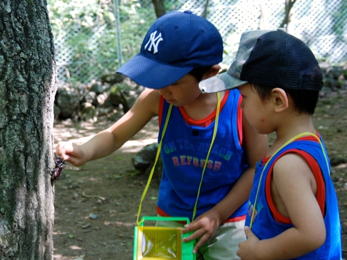 7/17〜8/16 かぶと虫狩り