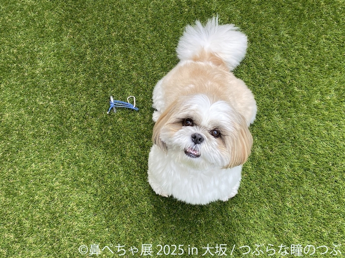 鼻ぺちゃ展 展示作品:つぶらな瞳のつぶ