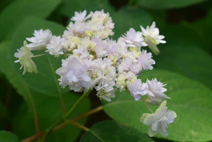 タマアジサイが見ごろを迎えています(7月21日現在)