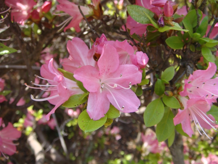 老の目覚(おいのめざめ)