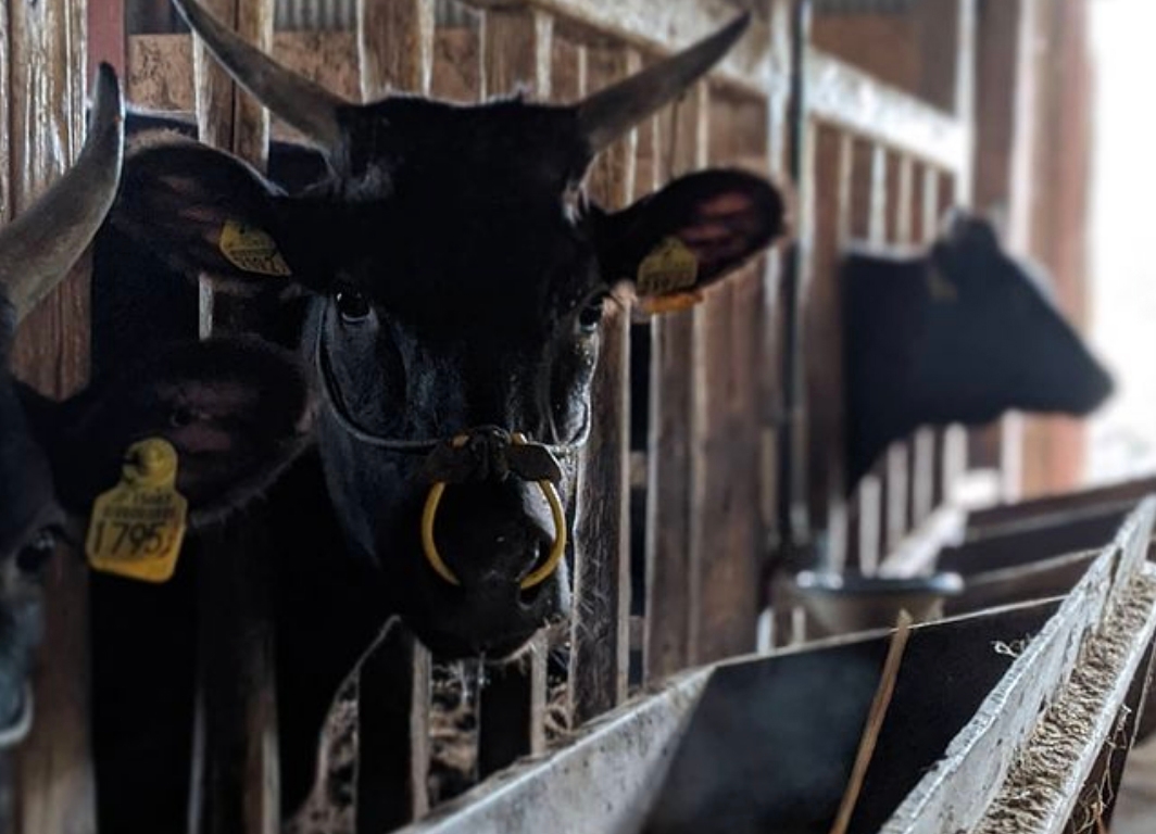 畜産農家:松本畜産