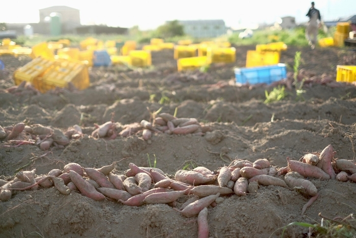 大阪さつまいも畑