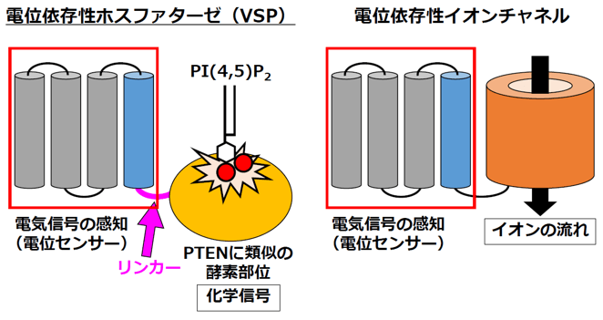 図1　VSPの構造と機能