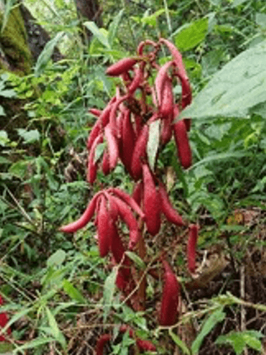 ツチアケビ(ラン科)〈長野県絶滅危惧Ⅱ類(VU)〉