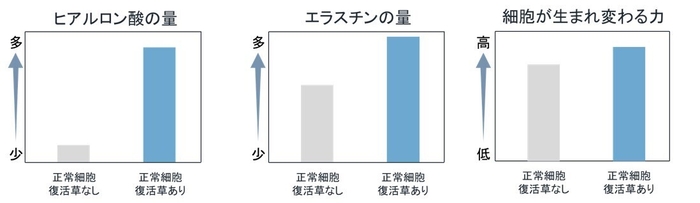 ヒアルロン酸の量/エラスチンの量/細胞が生まれ変わる力