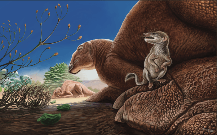 当時の復元画。ゴビハドロス（恐竜）の足の上に乗るラウジャア・イシイイ（手前の哺乳類）のイメージ図　©府高航平