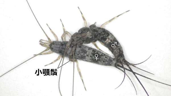 図３　コジマイシノミの配偶行動（背面）。 オスは小顎鬚や前肢を用いてメス胸部を把握した後、腹端をメスの腹端に密着させる。 