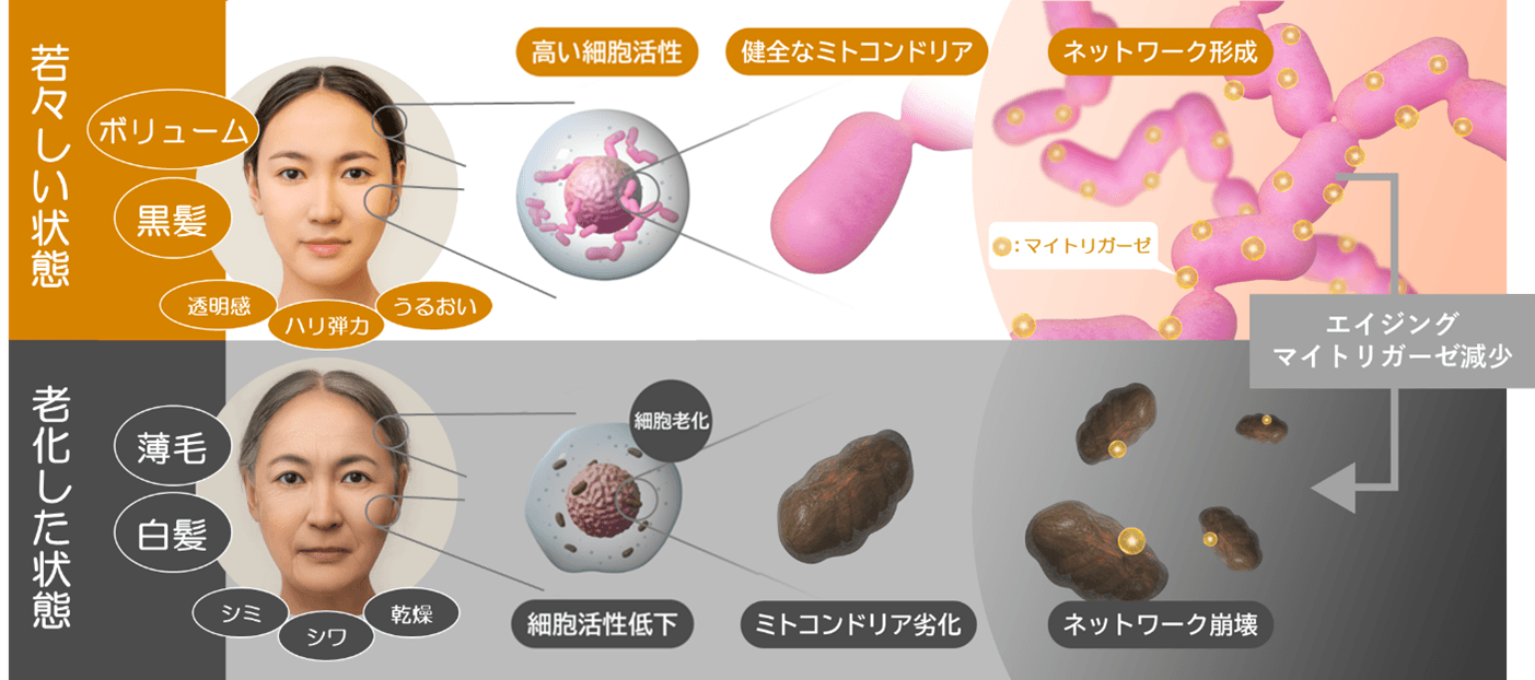 図1.マイトリガーゼの減少に伴う老化メカニズムイメージ