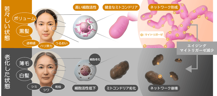 図1.マイトリガーゼの減少に伴う老化メカニズムイメージ