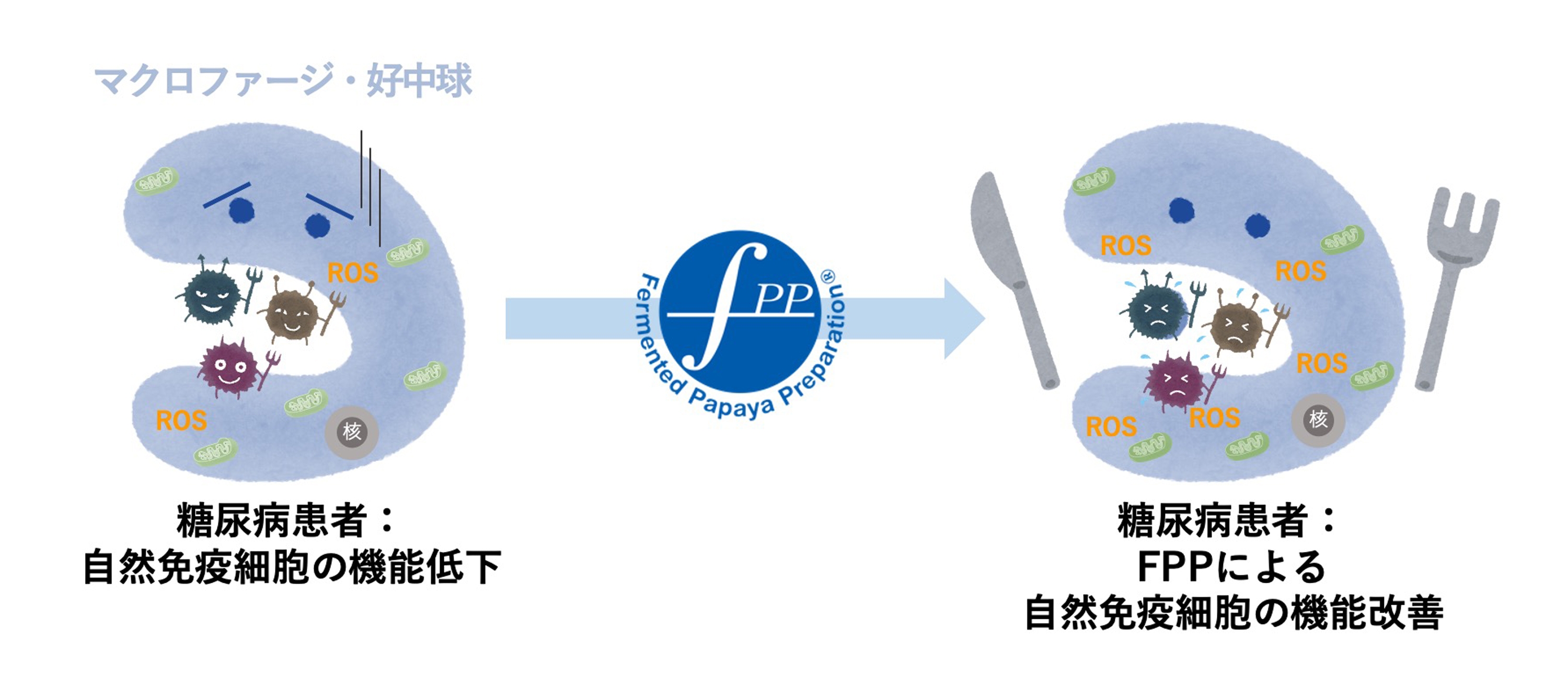 図1. FPPによる呼吸バーストの改善