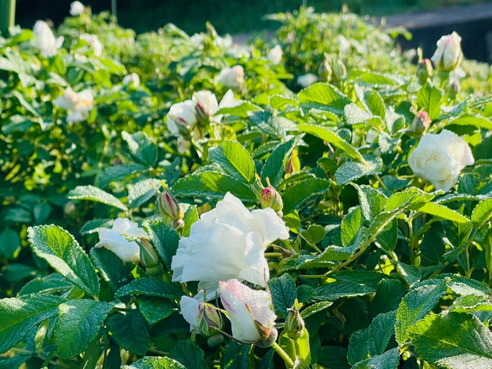 「唐華(とうか)」