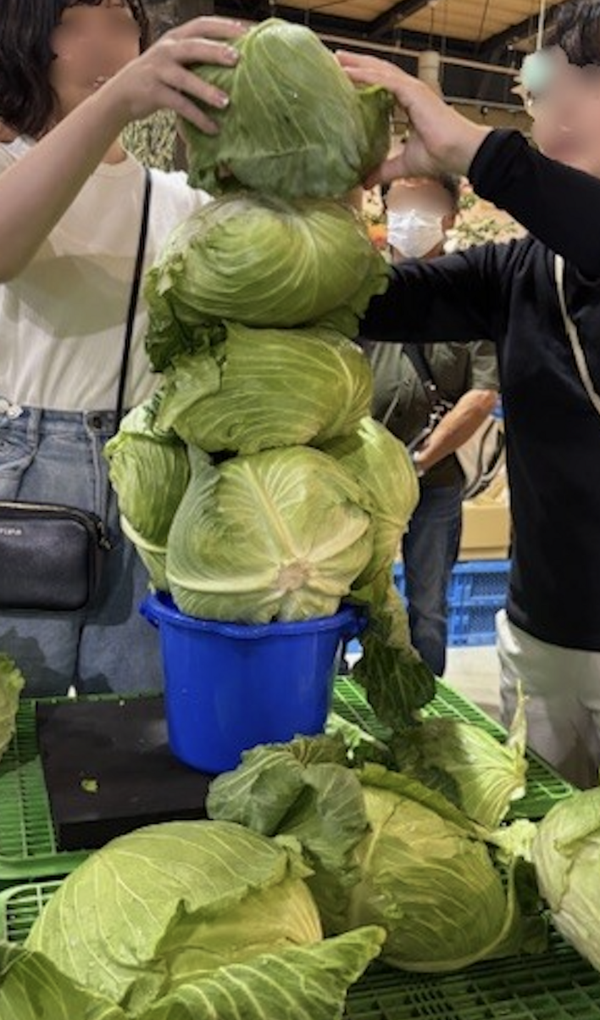 キャベツバケツに積み放題