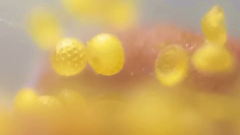 観察例(オシロイバナの花粉)