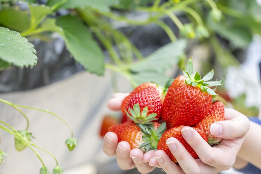Farm to Table ~ファーム トゥ テーブル~